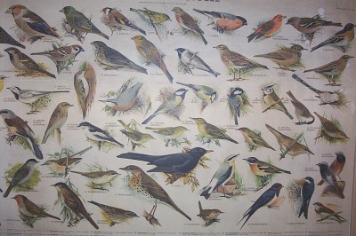 Die Vögel