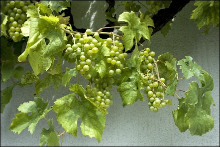 Weingut Uwe Geßner, Garstadt