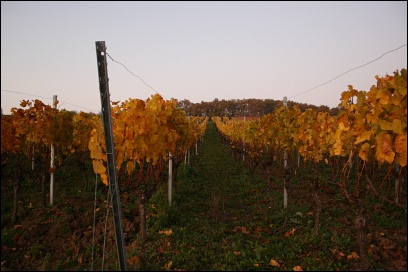 Weinberg in Wipfeld