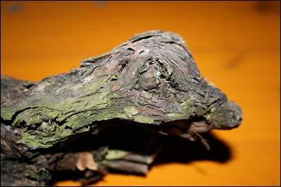 Weinbergschnecke in Wipfeld 1892