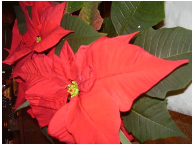 Weihnachtsfeier RV92 Schweinfurt 2006